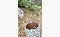 Садовая фигура Грибы Мухоморы